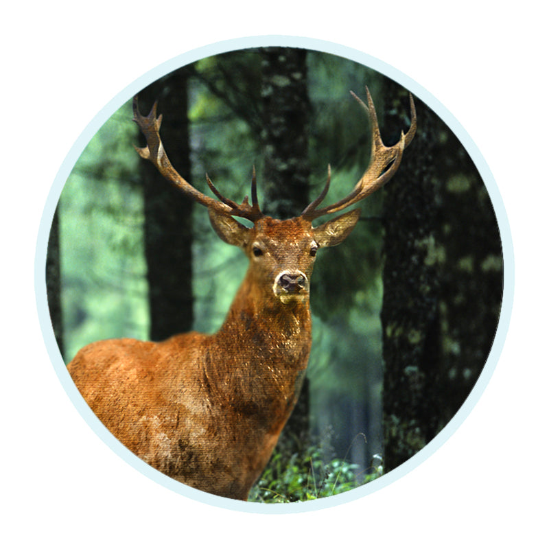 2 Inch in Diameter Round Deer Themed Insert with Mylar Detailing
